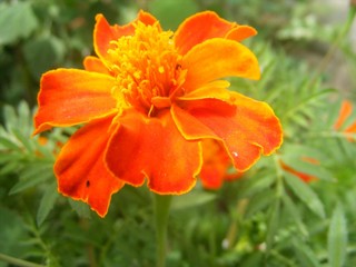 the orange florescence