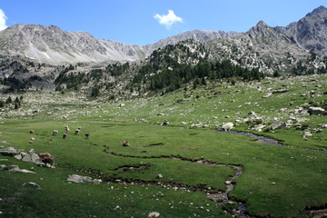 alpine meadow in andorra with livestock grazing