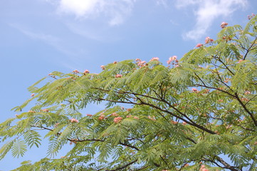 Albizia