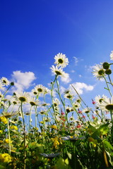 daisy flowers in summer