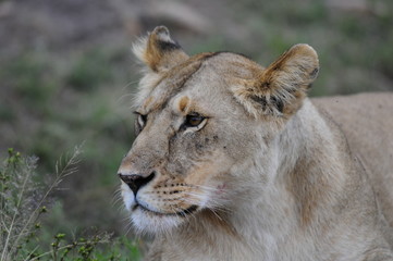 Obraz na płótnie Canvas Lioness (Panthera leo), Masai Mara, Kenya