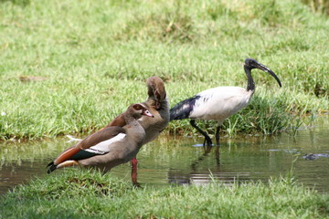 Ibis