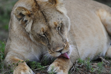 Lioness (Panthera leo), Masai Mara, Kenya
