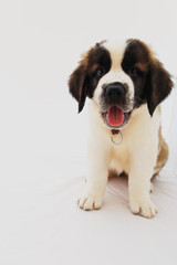 Chiot saint bernard