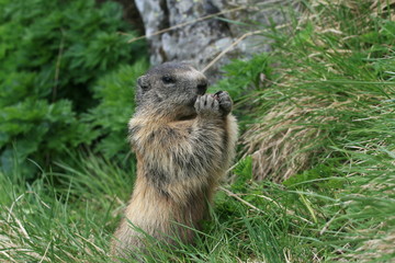 Naklejka na ściany i meble Groundhog