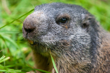 Murmeltier im Gras