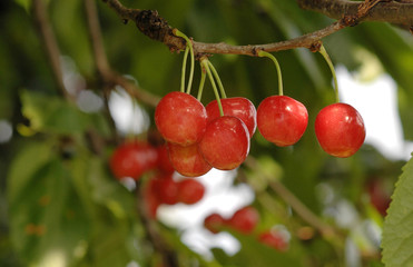 Obraz premium Kirschbaum