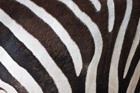 Fototapeta Zebra