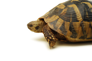 Fototapeta premium turtle isolated