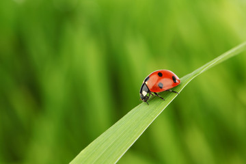 ladybug on grass