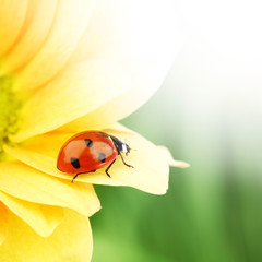 ladybug on yellow flower
