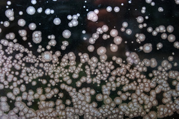 moldy