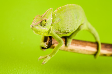 Green chameleon