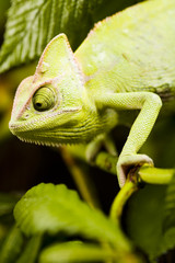Chameleon on the leaf