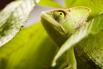 Green animal