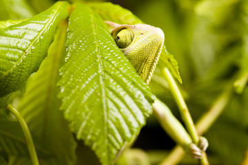 Chameleon