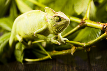 Chameleon on the leaf