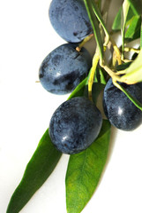 Closeup of mature olives.