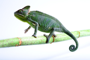 Green chameleon