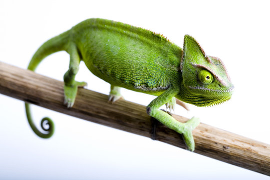 Green Chameleon