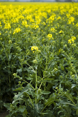 Meadow of canola