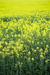 Obraz premium Yellow canola fields