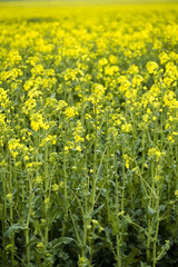 Canola