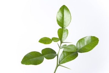 Fototapeta na wymiar Fresh Thai lime leaves