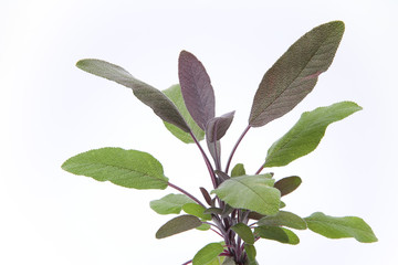 Purple sage