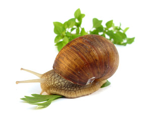 Snail is eating plant