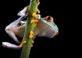 Photo sur Plexiglas Grenouille Tree frog