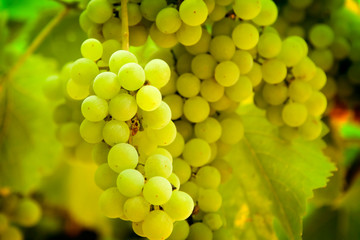 Grapes
