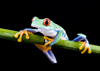 Frog - small animal red eyed