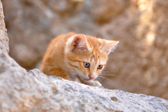 quick-witted kitten
