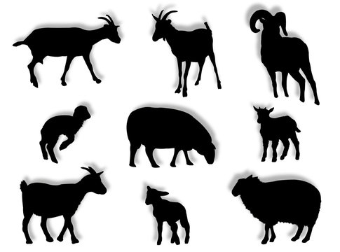 Pecore e montoni in silhouette