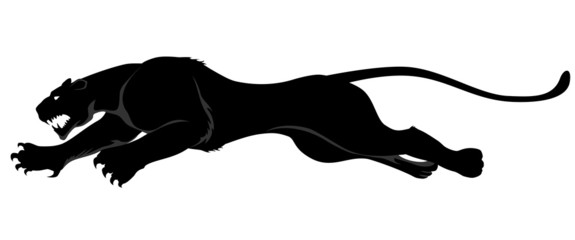 dark wild cat