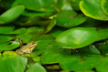 Obraz premium カエルの池