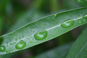 Blatt mit Regentropfen