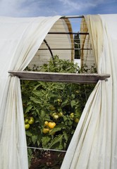 Serre de tomates