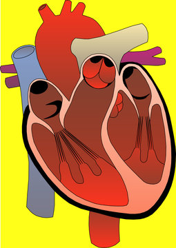 Heart medical diagram