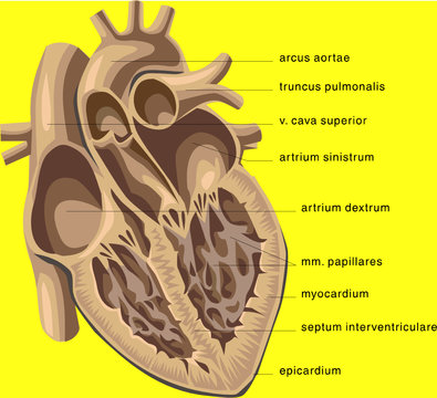 Heart medical diagram