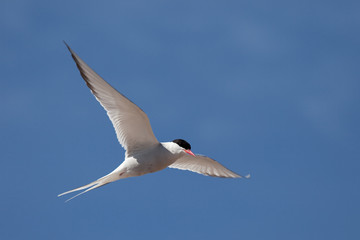 Tern in flight