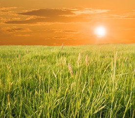 Fototapeta premium evening in a steppe