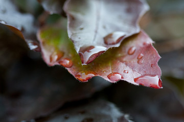 leaf drops