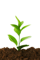 New life concept - green seedling growing out of soil