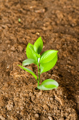 New life concept - green seedling growing out of soil