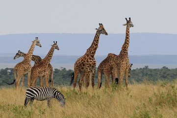 Obraz premium The giraffe (Giraffa camelopardalis) at Masai Mara, Kenya