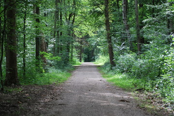 Waldweg