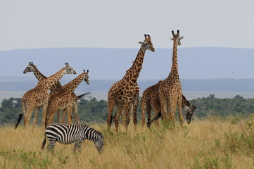 Obraz premium The giraffe (Giraffa camelopardalis) at Masai Mara, Kenya