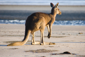 Kangaroo